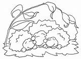 Hedgehog Igel Hase Ausmalbild Bestcoloringpagesforkids Erizos Paginas sketch template