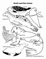 Seals Seal Getcolorings Exploringnature Natures Lessons Leopard sketch template