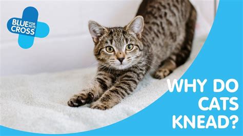 why do cats knead blue cross