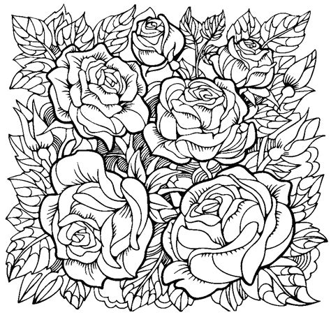 beautiful rose flowers coloring pages  adults print color craft