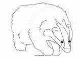 Badger Coloring sketch template