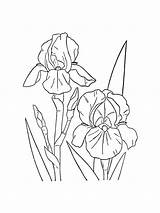 Iris Coloring Pages Flower sketch template