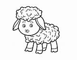 Lamb Little Coloring Coloringcrew sketch template