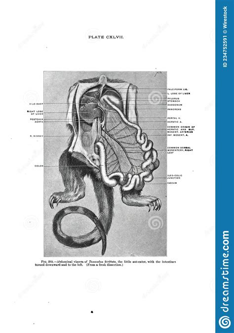 scan van de  eeuwse anatomie op een lesboek stock afbeelding image  cultuur analyseer