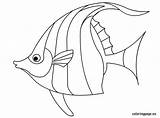 Fish Coloring Pages Drawing Angelfish Traceable Template Drawings Outline Printable Line Exotic Tropical Angel Coloringpage Eu Getdrawings Preschool Kids Color sketch template