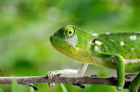 marleen bos fotografie lizard chameleon national geographic
