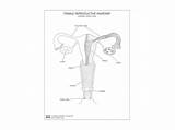 Reproductive Female System Drawing Worksheet Worksheets Getdrawings sketch template