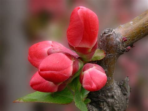 flower buds  photo  freeimages
