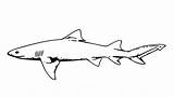Coloring Pages Kids Shark sketch template