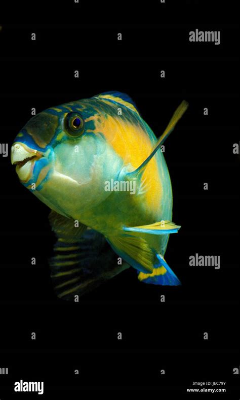 sphere head parrot fish  res stock photography  images alamy