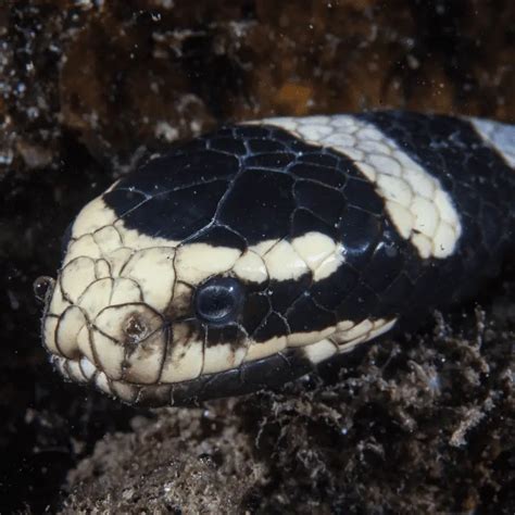 faint banded sea snake information petrapedia