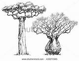 Baobab Tree African Coloring Iconic Illustration Designlooter Vector Preview sketch template