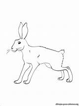 Liebre Hare sketch template
