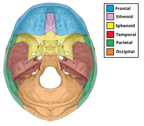 areas   head teachmeanatomy