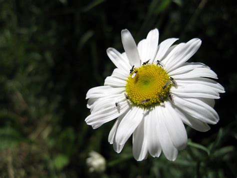 flies on daisy chris campbell flickr