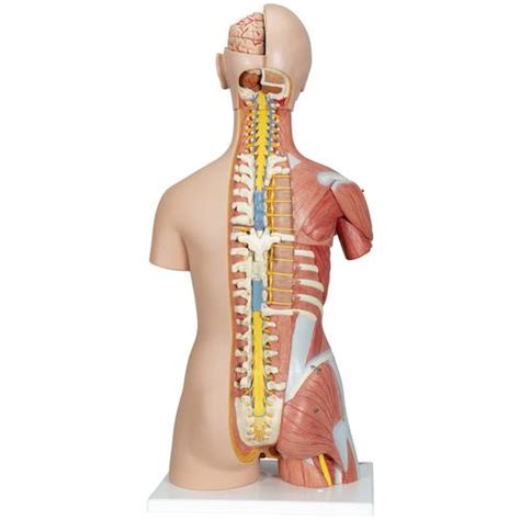 Human Torso Model Life Size Torso Model Anatomical