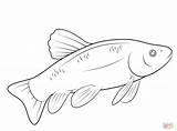 Coloring Trout Fish Pages Rainbow Barracuda Tarpon Drawing Printable Color Getcolorings Fresh Getdrawings Animal Template sketch template