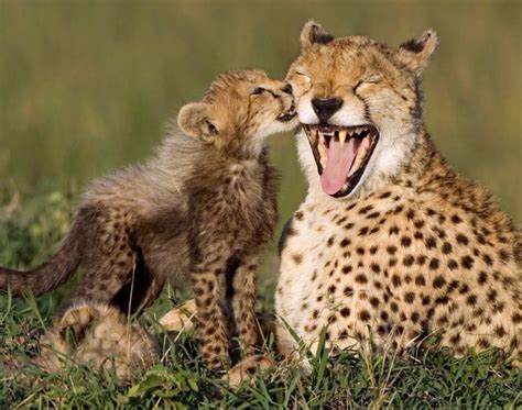 cheetah   cub  baby animals   mothers ny