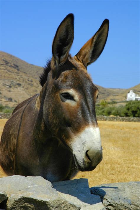 donkey  photo  freeimages