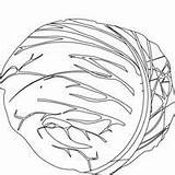 Repolho Cabbage Desenho Legume Tudodesenhos sketch template