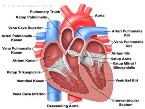 bagian jantung pengertian fungsi ciri ciri penyakit jantung