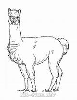 Alpaca sketch template