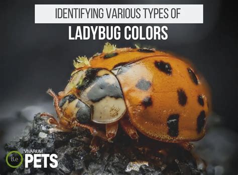 real colorful ladybugs