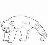 Panda Coloring Pages Red Realistic Printable Kids Drawing Colouring Ranger Lone Book Getdrawings Popular Sketch Azcoloring Library Clipart Template Choose sketch template