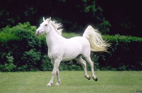 white horse horses photo  fanpop page