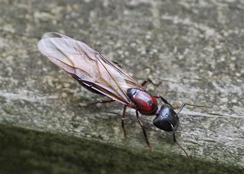 bug othe week flying ants riveredge nature center