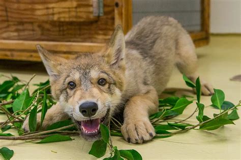 white wolf playful wolf pup  debut  san diego wildlife center