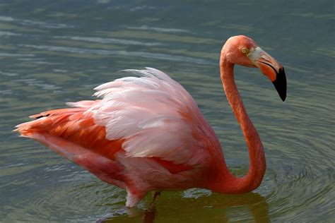 fileamerican flamingo phoenicopterus ruberjpg wikimedia commons