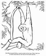 Gibbon Wildlife Handed Monkey Designlooter Honkingdonkey sketch template