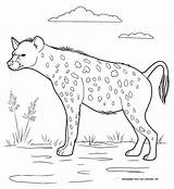 Hyena Coloring Animals Cheetah Wildebeest Leo Wild sketch template