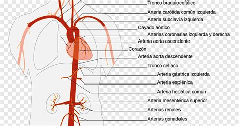 aorta arterien anatomie bauchaorta herz abdominalaorta anatomie png