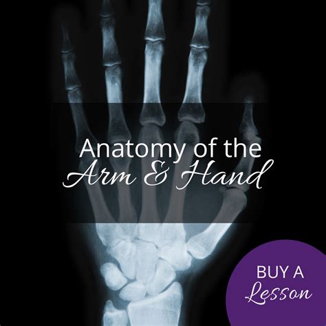 teach yoga anatomy anatomy of the arm and hand rachel scott
