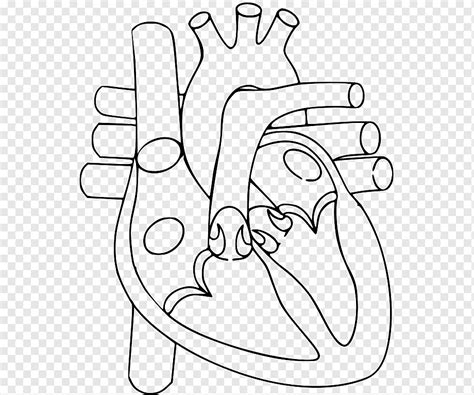 thumb heart sistem peredaran organ tubuh manusia jantung sudut putih