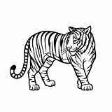 Tiger Coloring sketch template