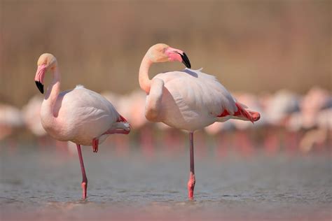 flamingos pink science abc