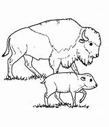 Bison Bizon Kolorowanki Dzieci Bestcoloringpagesforkids Buffalo Ndsu Druku Pobrania Calf sketch template