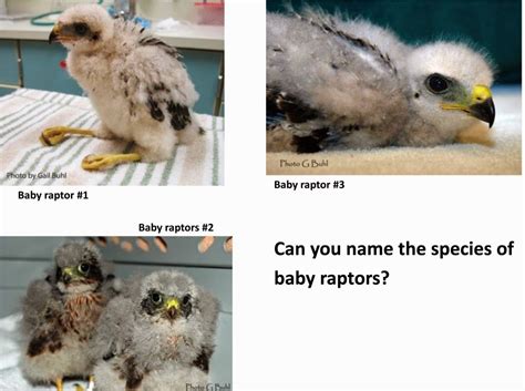 raptor center guess  baby raptor species