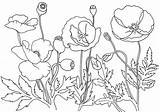 Poppies Remembrance Maki Coquelicot Kolorowanki Bestcoloringpagesforkids Poppys Wydruku Colorluna sketch template