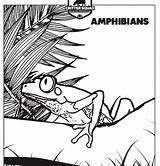 Coloring Pages Amphibian Frog Tree sketch template