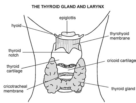 testing  thyroid  definitive guide  optimal ranges dr alan