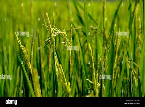 paddy crop  kerala stock photo alamy