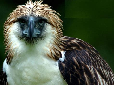 fantastica animal   population philippine eagle animal
