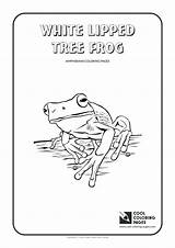 Frog Life Cycle Pages Coloring Getcolorings sketch template