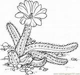 Cactus Coloring Pages Para Colorear Pear Prickly Desierto Drawing Flowers Echinocereus Finger Lady Printable Dibujos Pintar Getdrawings Cartoon El Natural sketch template