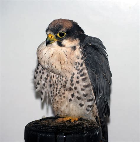 falcon  photo  flickriver