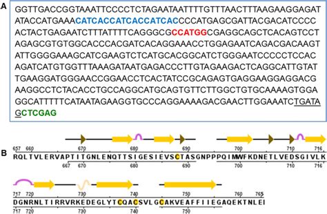 vegfrd nucleotide  amino acid sequences  vegfrd gene sequence
